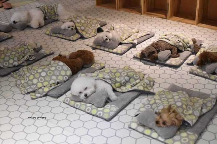 Photos de chiots endormis d'une école maternelle spéciale pour chiens ont conquis Internet (15 photos)