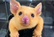 Un animal qui n'existe pas dans la nature a été amené à la clinique vétérinaire Un animal qui n'existe pas dans la nature a été amené à la clinique vétérinaire